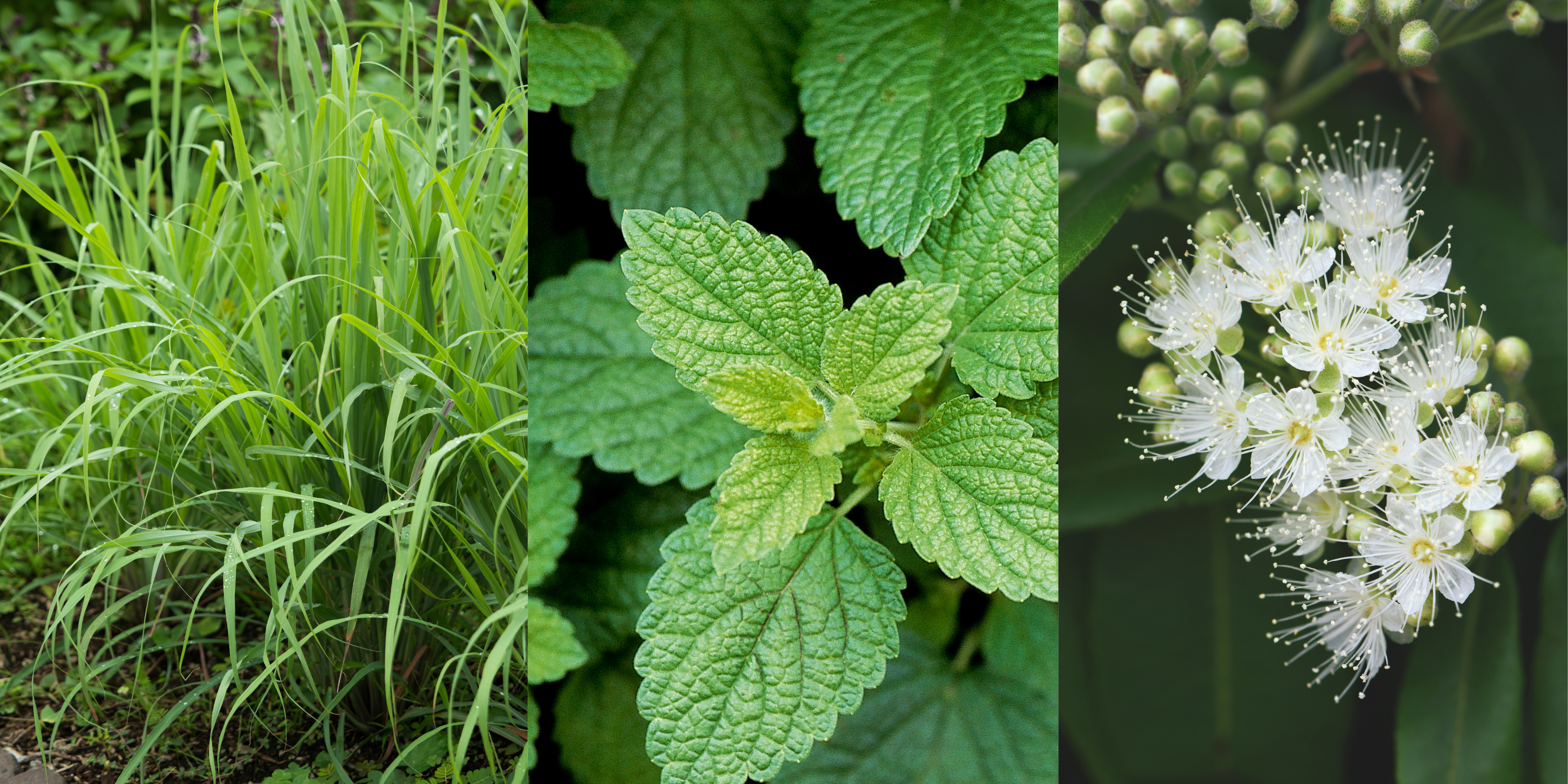 Lemon Myrtle, Lemon Grass, Lemon Balm. Which one is right for me?