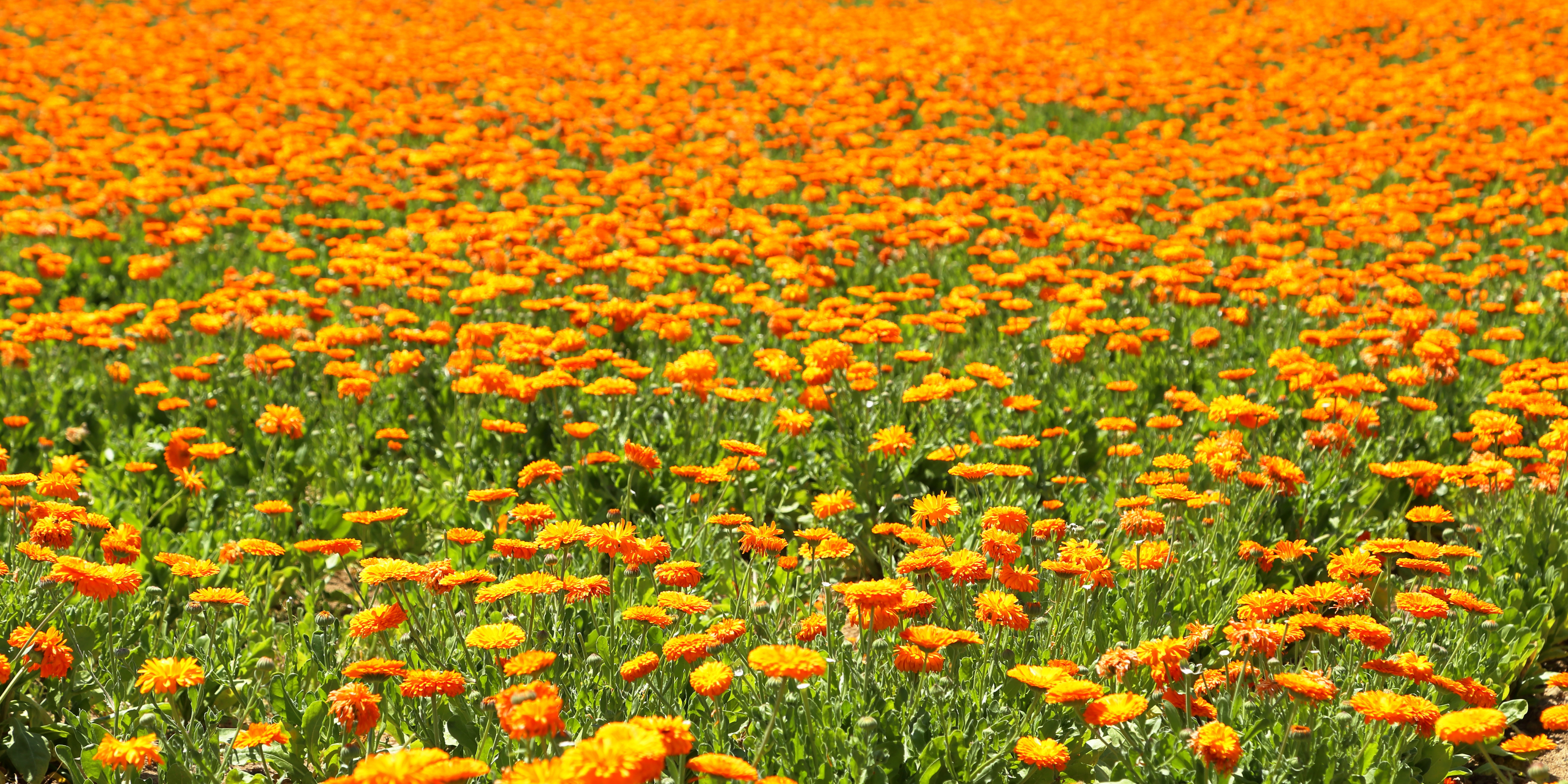 What is Calendula and Why should I drink it?