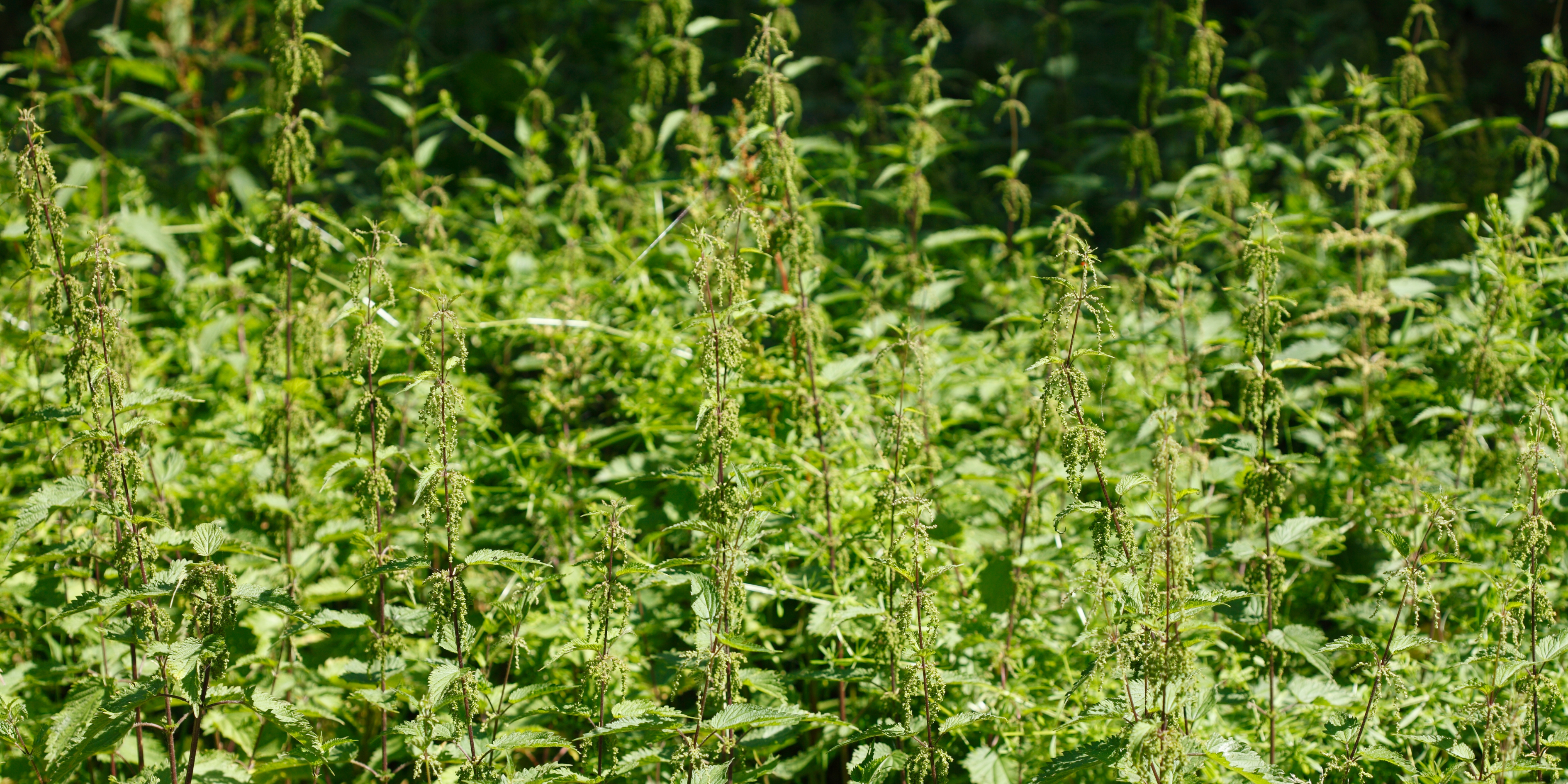 Nettle Tea Health Benefits: Unveiling the Calm Beyond the Sting
