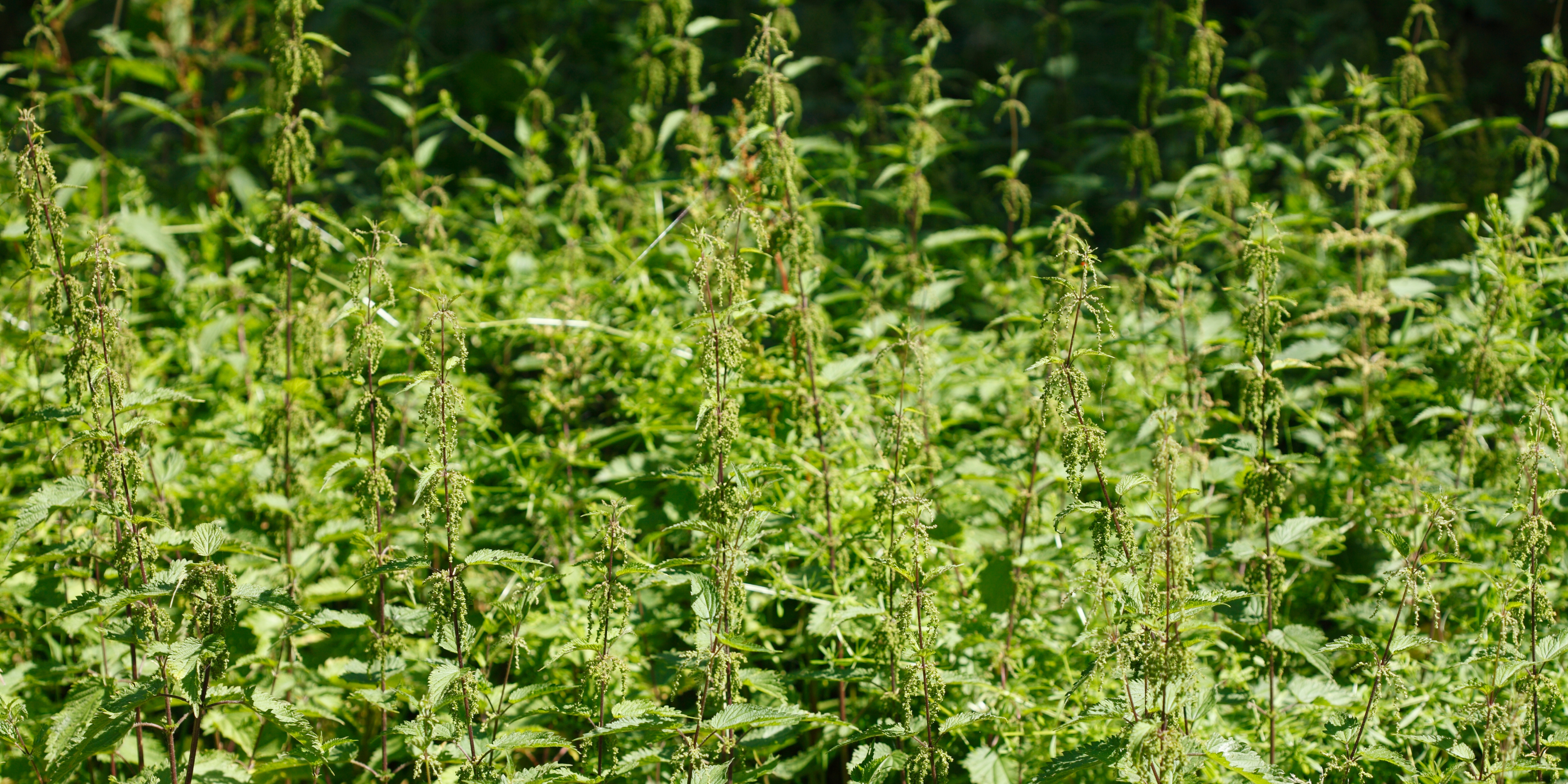 Beyond the Sting: Unveiling the Health Benefits of Nettle Tea