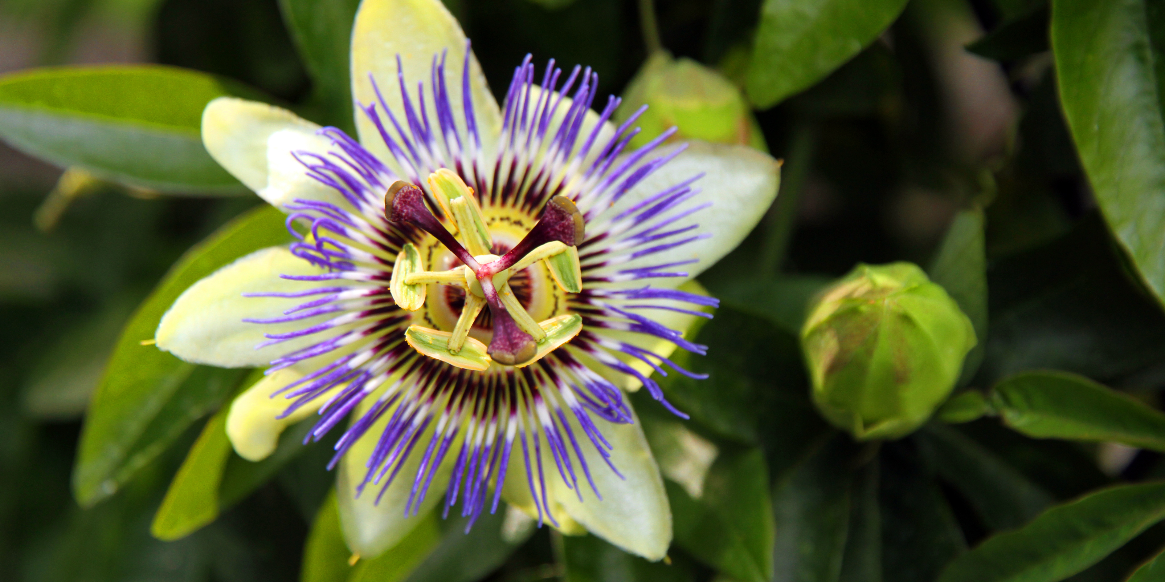 What is Passionflower and what is it good for?