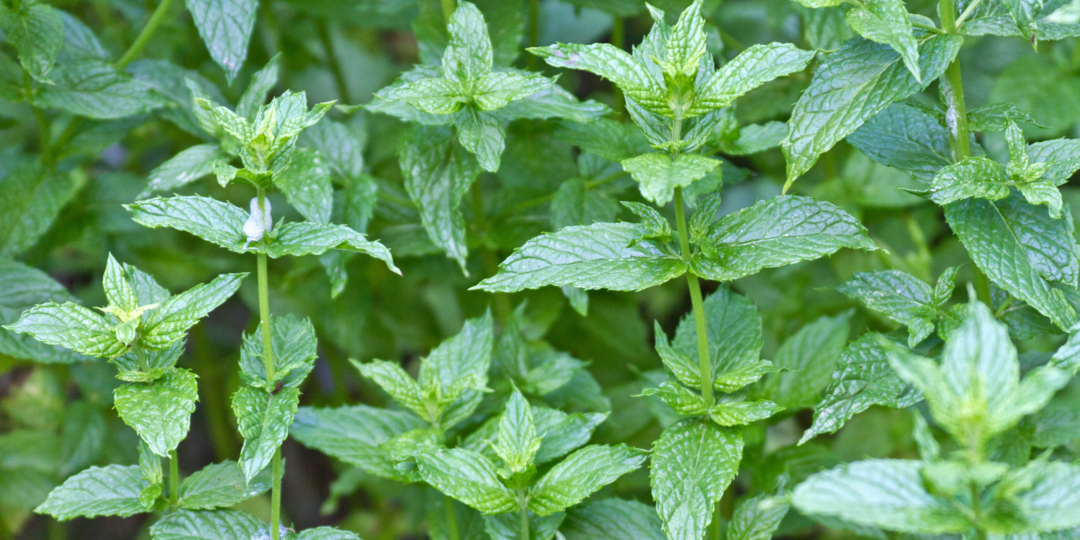 7 Benefits of Spearmint Tea