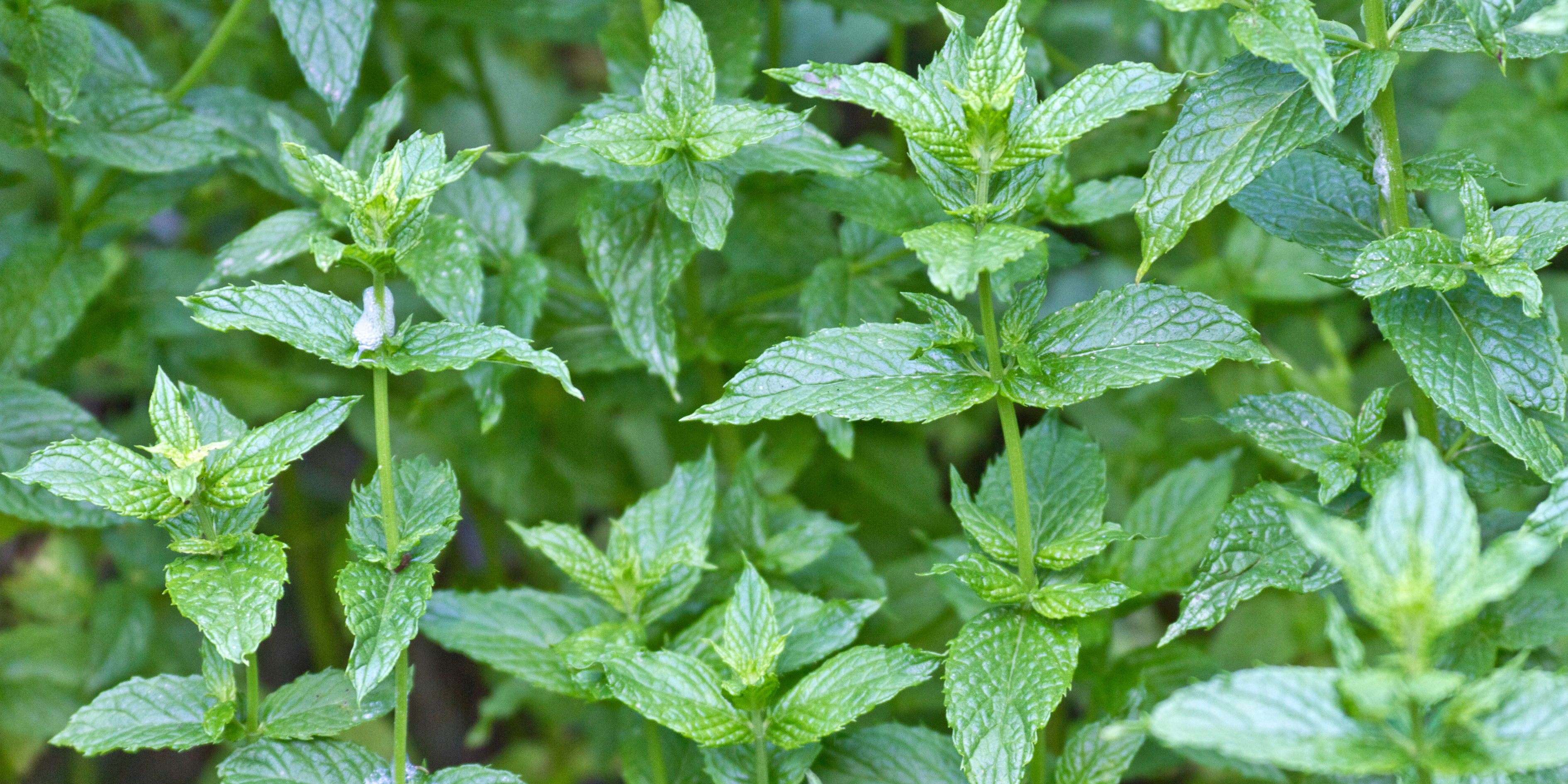 7 Benefits of drinking Spearmint Tea