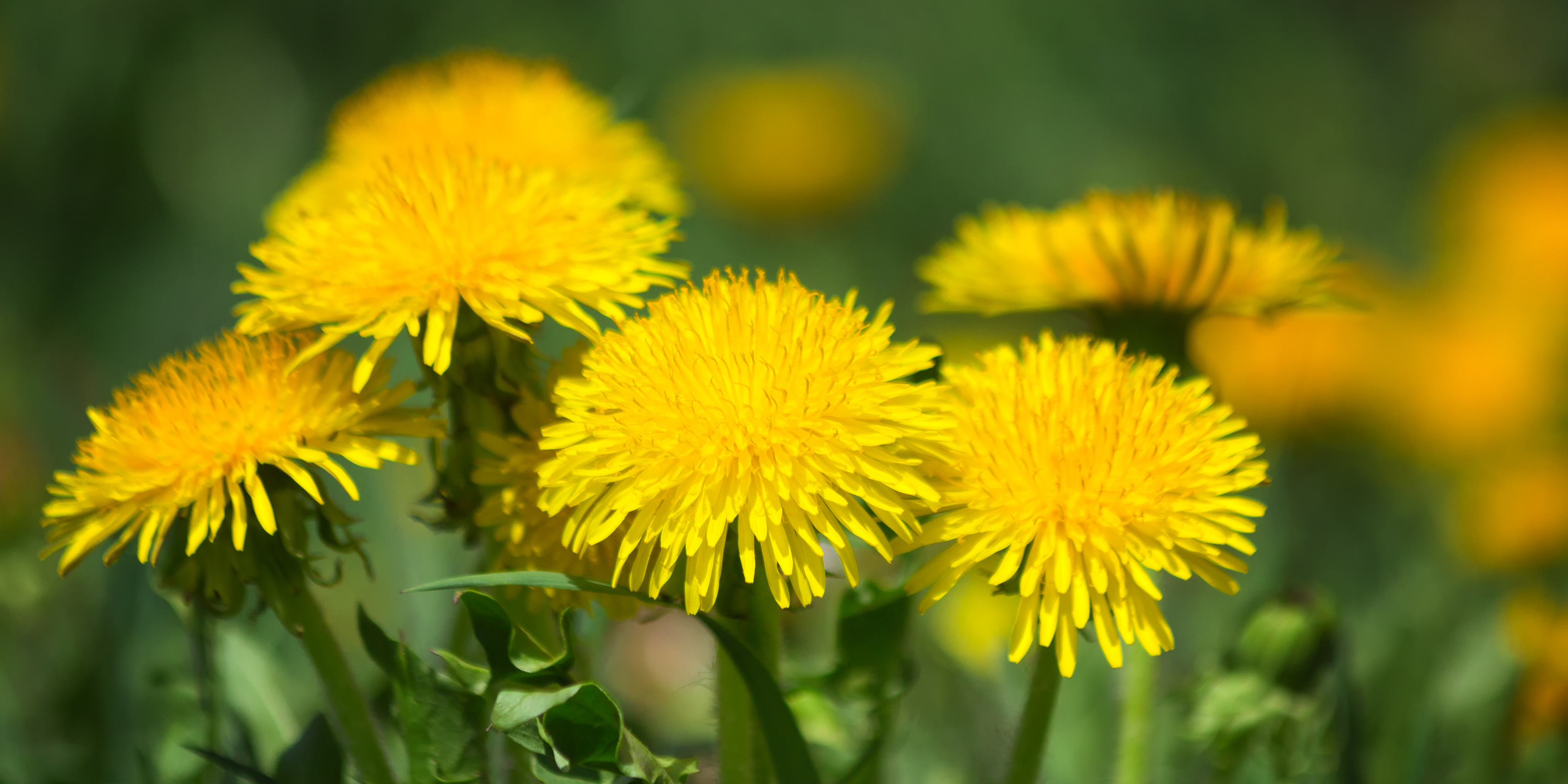 Dandelion Root v Dandelion Leaf. What is the difference?