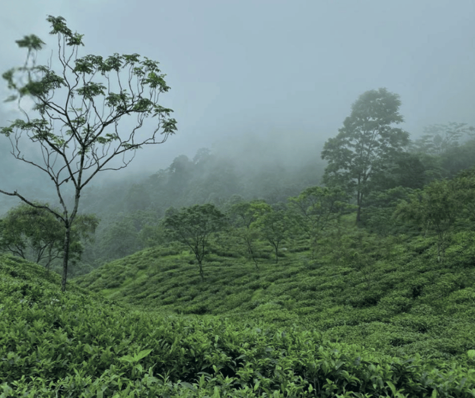 How Tea is Grown: Inside the Tea Gardens of India and the People Behind Planet Organic Tea
