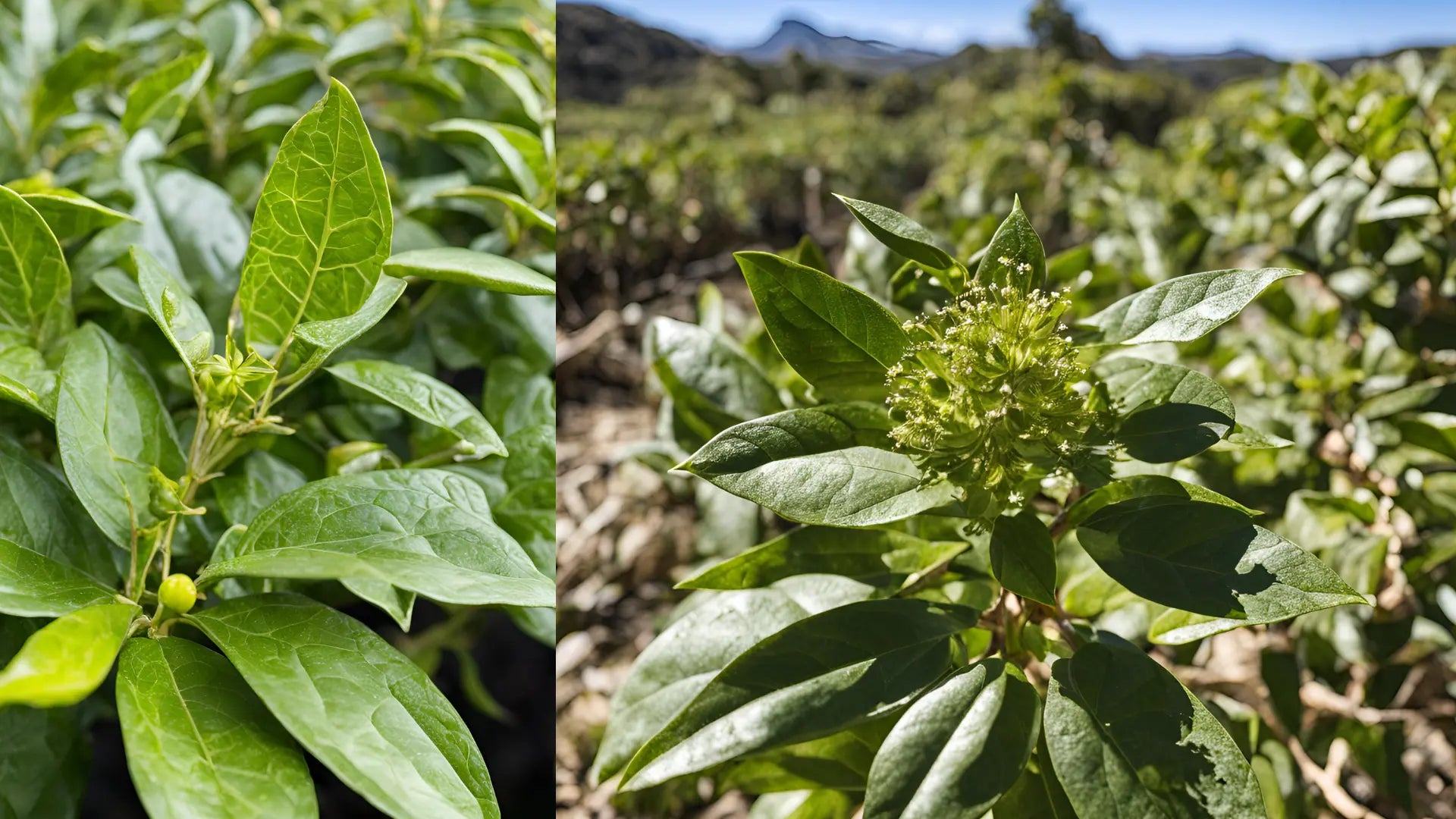 Powerful Benefits of Yerba Mate Tea– the best Natural Energy Boost!