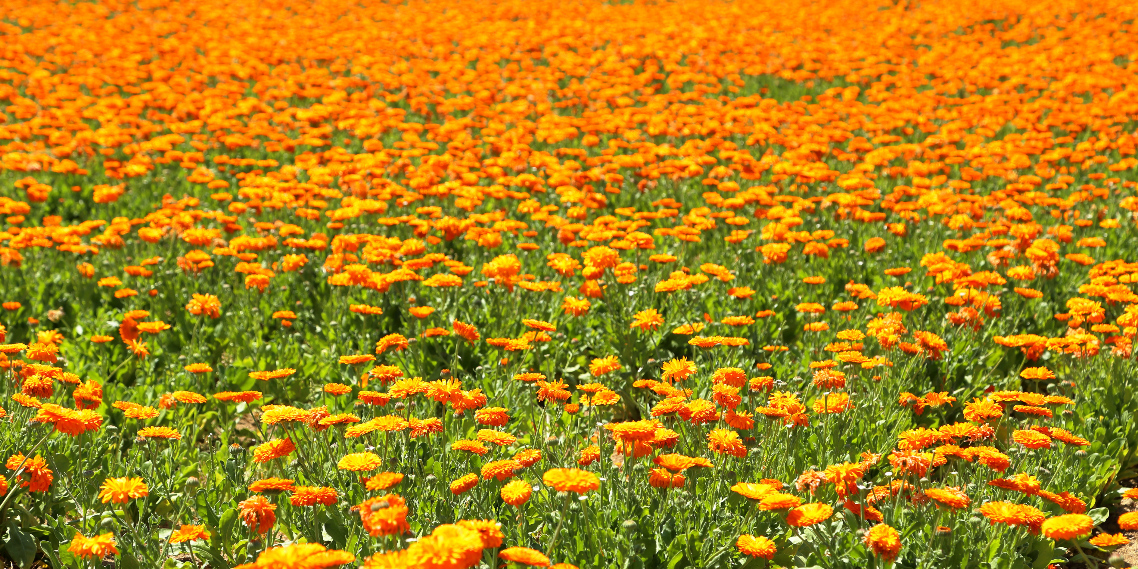 Calendula: What is it and why do I need it?