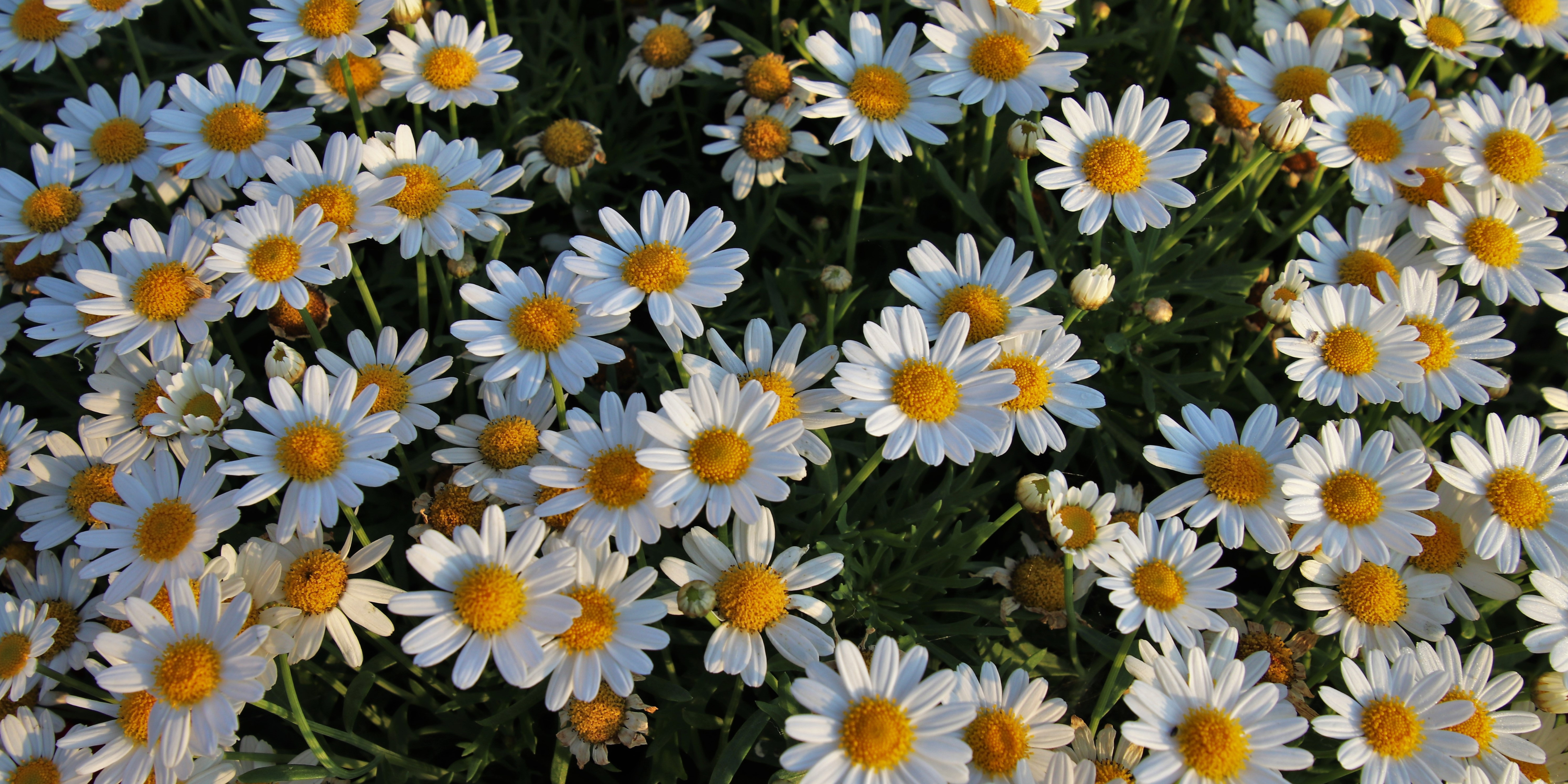 The Soothing Power of Chamomile