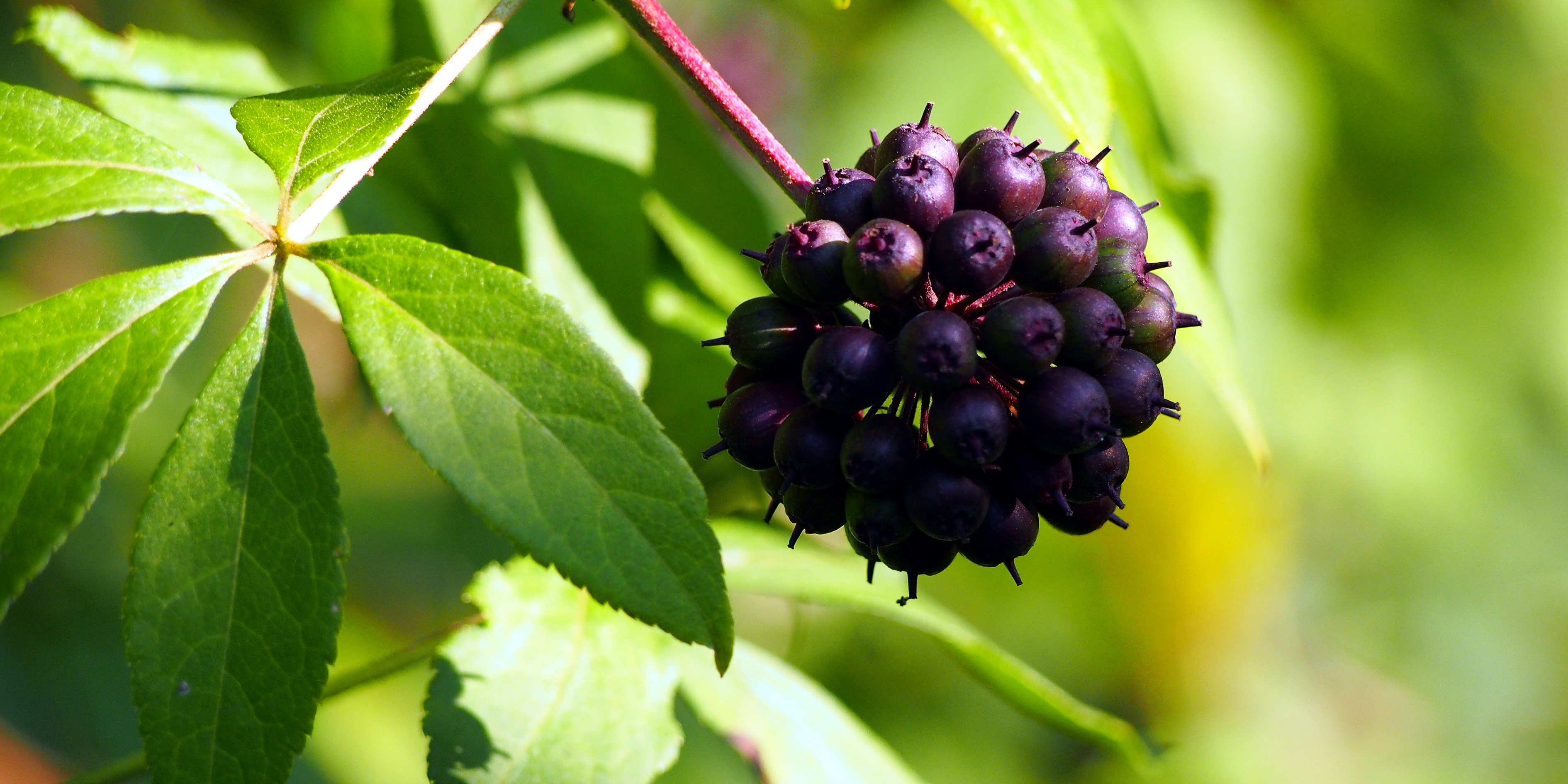 Do herbs really have the power to enhance your energy, naturally?